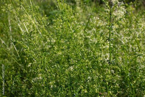 gräser, felder, wilde blüten:  Schlehenkraut