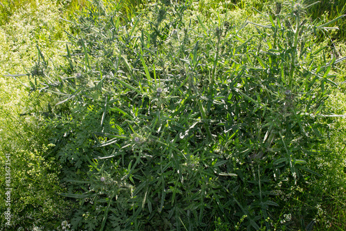 gräser, felder, wilde blüten:disteln