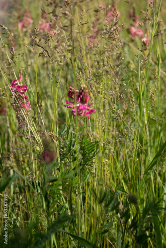 gräser, felder, wilde blüten:   Klee, Rotklee