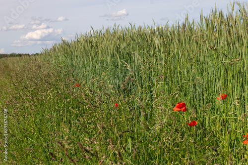 gräser, felder, wilde blüten: mohn, klatschmohn