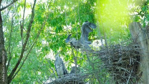 gray heront, Ardea cinerea, massive long-legged wading birds in nest on tree, breeding season, migration birds of family Ciconiiformes, nest on coast of lakes, seas, animal habits in nature photo