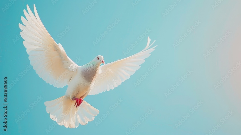 Obraz premium A white pigeon with open wings in flight against a smooth blue background.