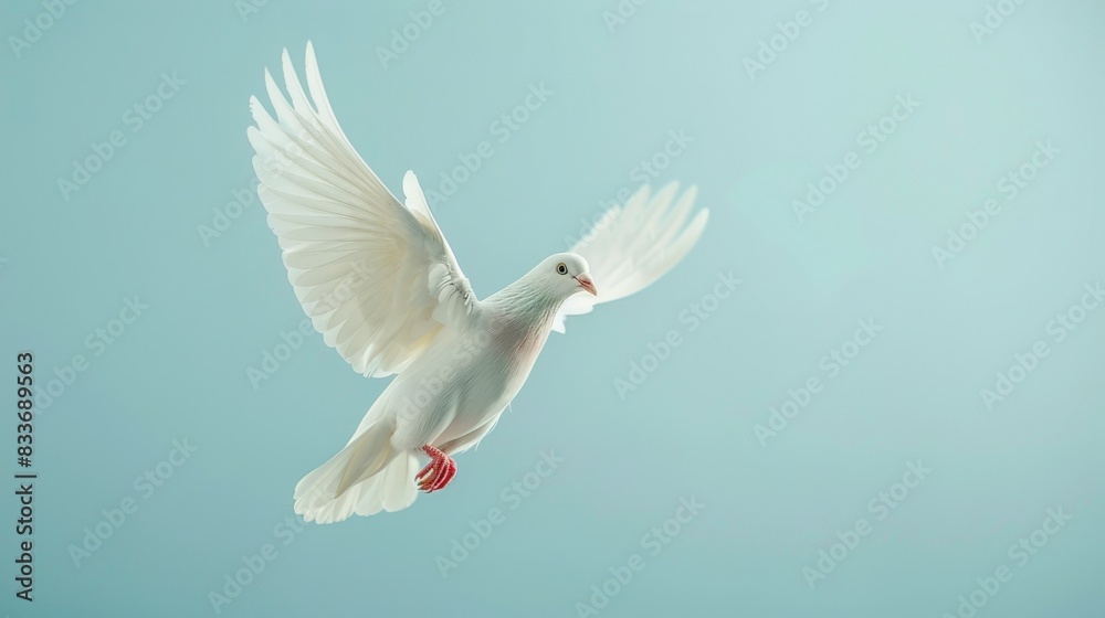 Fototapeta premium A white pigeon with open wings in flight against a smooth blue background.