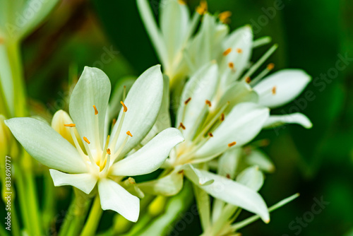 Closeup view of beautiful blooming white flowers Brisbane lily  Christmas lily  Proiphys amboinensis.