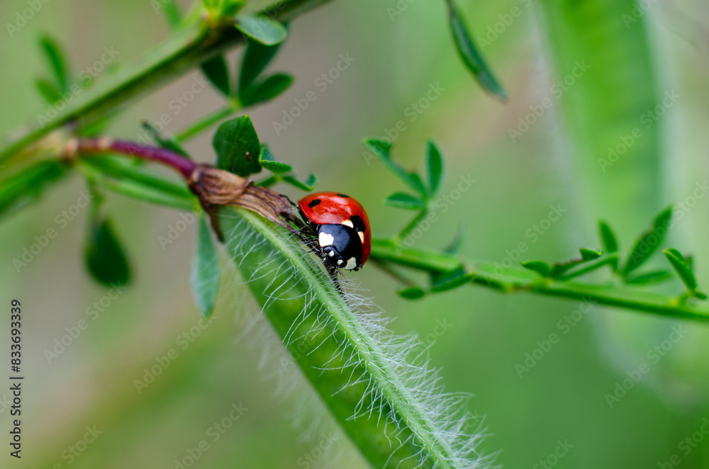 Ladybug insect close-up on a plant