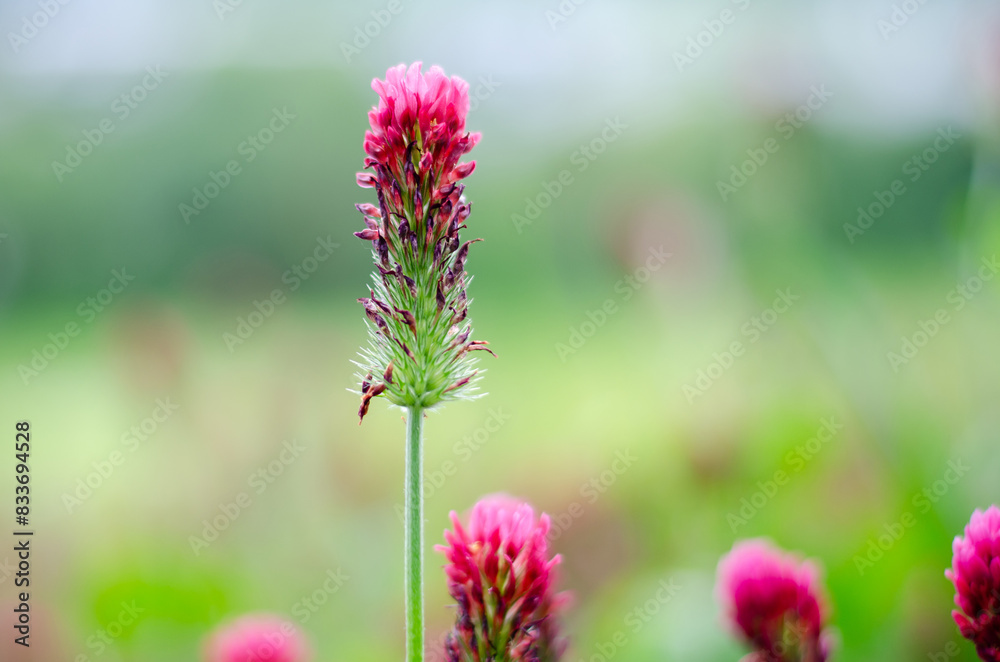 Fototapeta premium Red clover with bee on flower