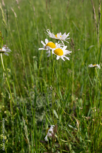 gräser, felder, wilde blüten:  wilde margheriten,  kamille