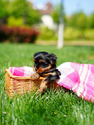 Yorkshire Terrier Puppy Sitting in a white wicker basket on Green Grass. Fluffy, cute dog Looks at the Camera. Domestic pets
