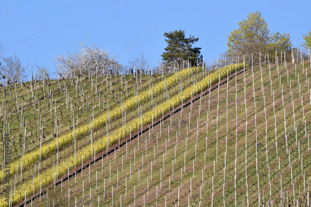 Weinberg Weinberg