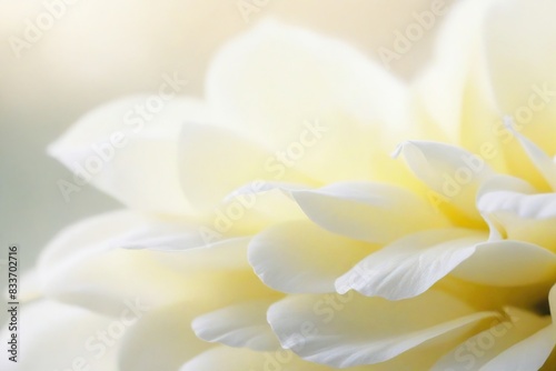 close up of white flower