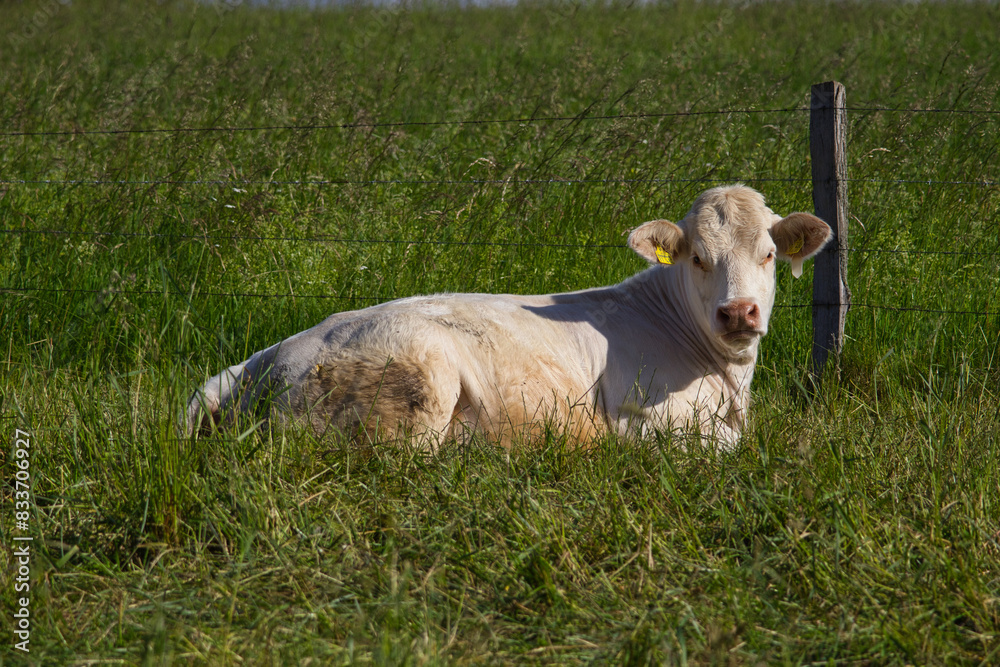 Fototapeta premium Liegendes Rind 