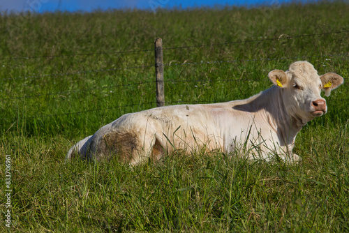 Liegendesa Rind auf der weide photo