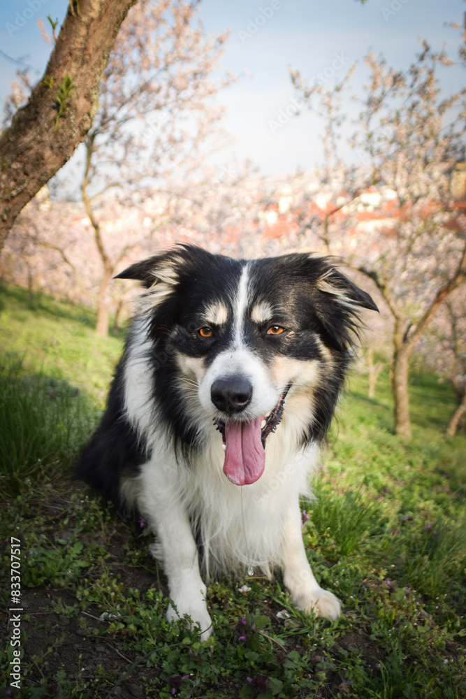 Spring photo of border collie, who is sitting in nature. Flowering trees in the Prague
Spring photo of border collie, who is sitting in nature. Flowering trees in the Prague