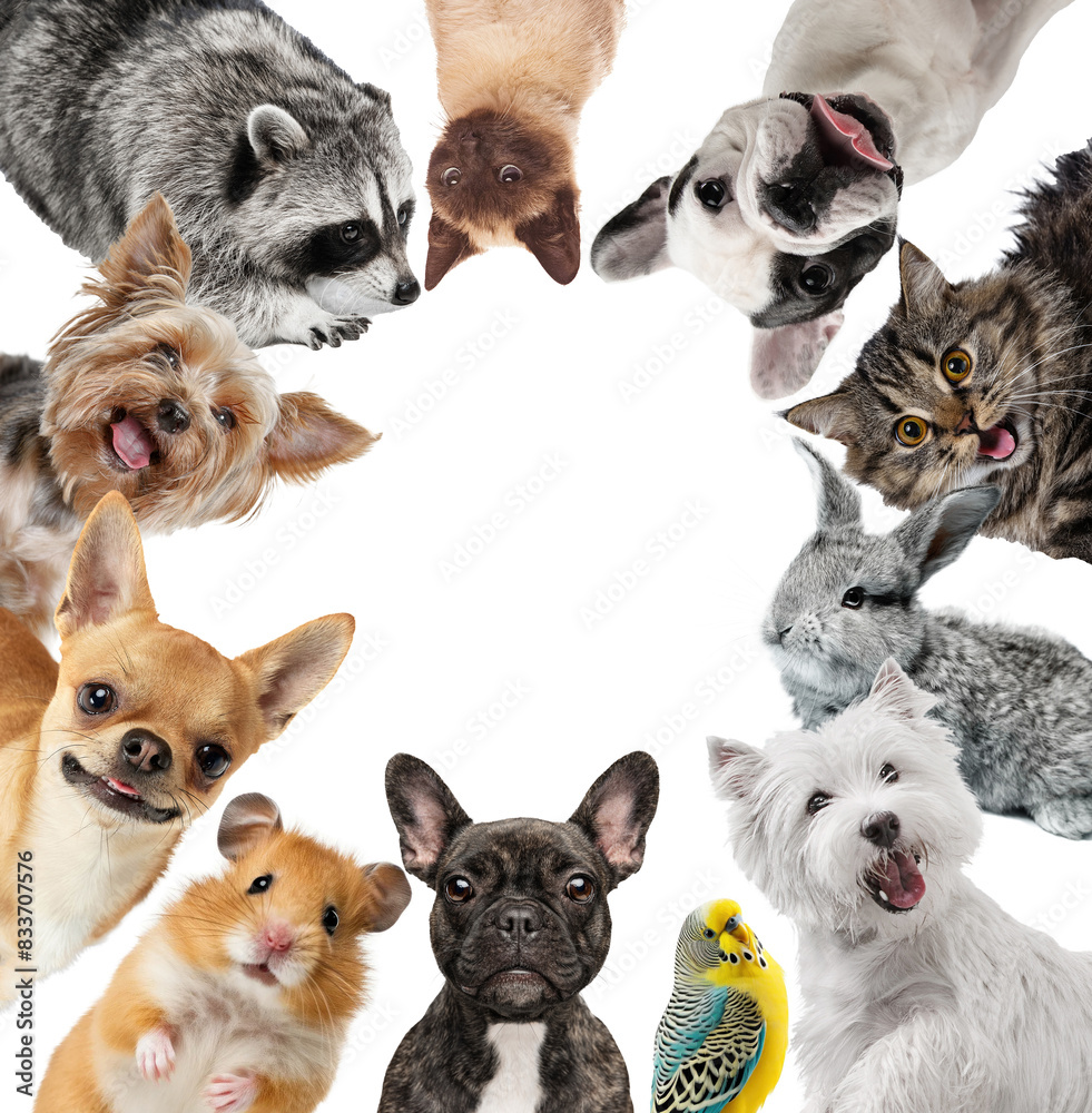 Collage. Funny muzzles. Adorable pets looking in camera dog's, hamster, cat, rabbit and raccoon isolated on white background. Concept of animal, pet care, veterinary. Copy space for ad