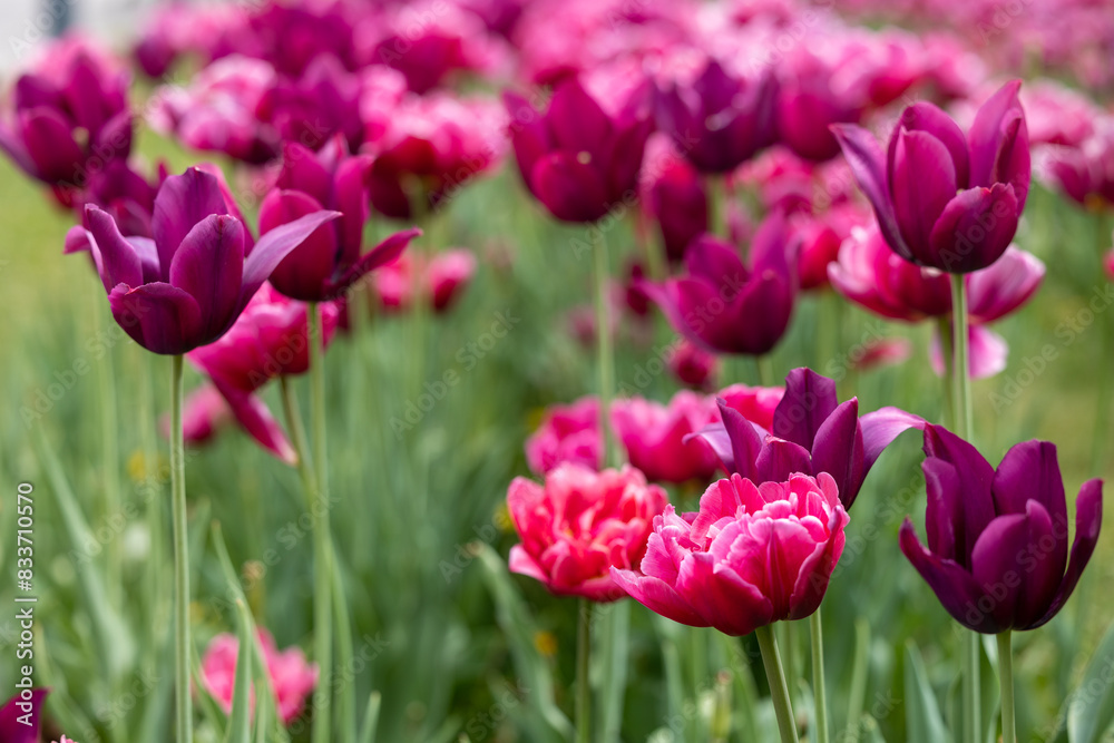 Close view of pink tulips on a field