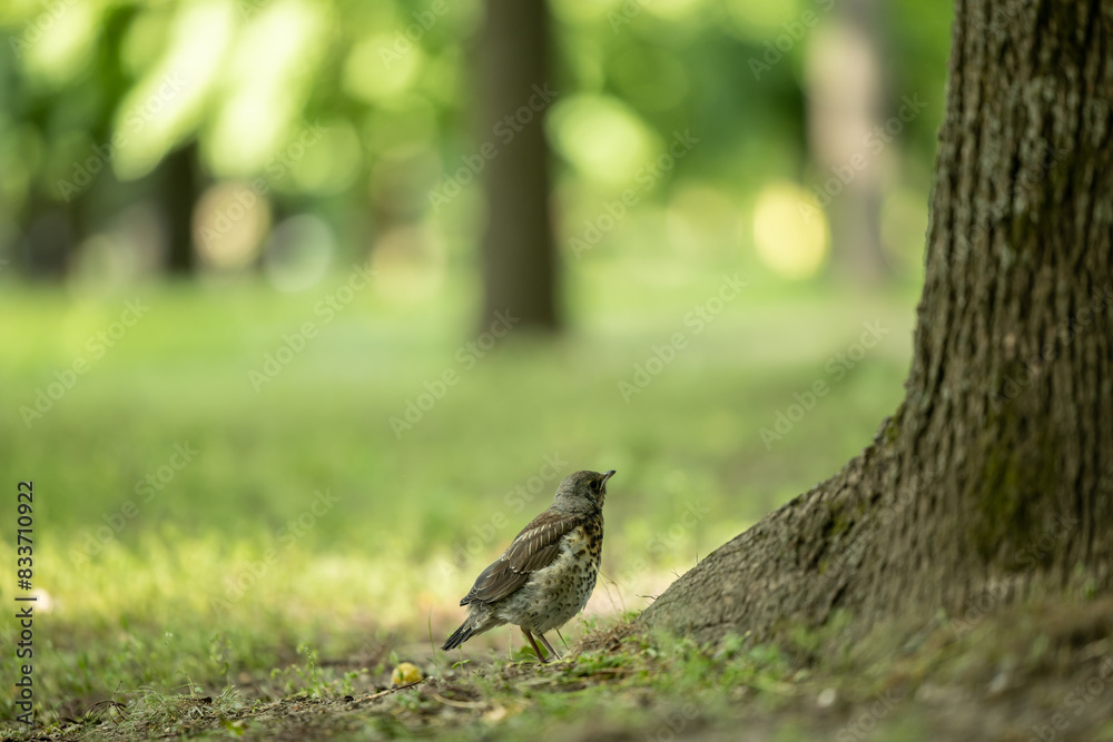 Fototapeta premium A thrush is standing on the grass under a tree in the park