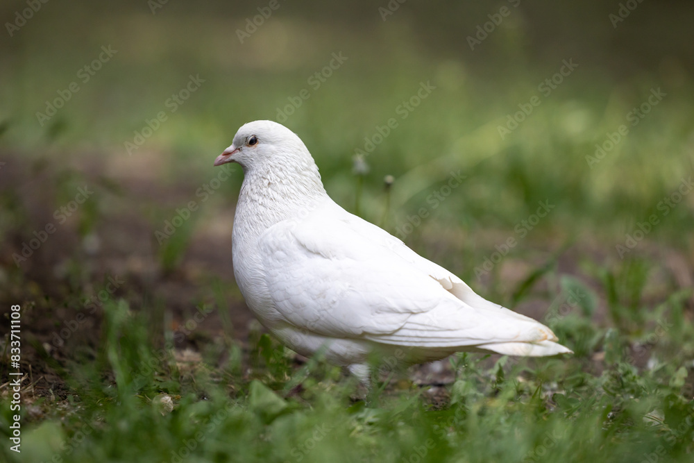 A white dove is standing on the ground in the garden A white dove is standing on the ground in the garden