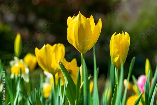 yellow tulips in spring