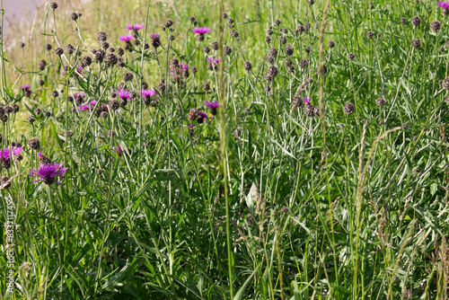 gräser, felder, wilde blüten:disteln