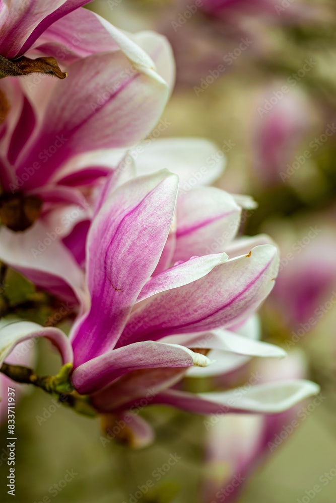 Pink flowers of magnolia in spring Pink flowers of magnolia in spring