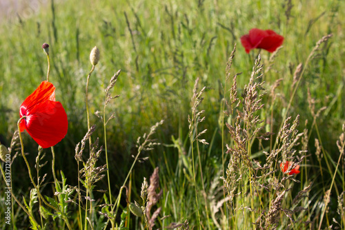 gräser, felder, wilde blüten: mohn, klatschmohn
