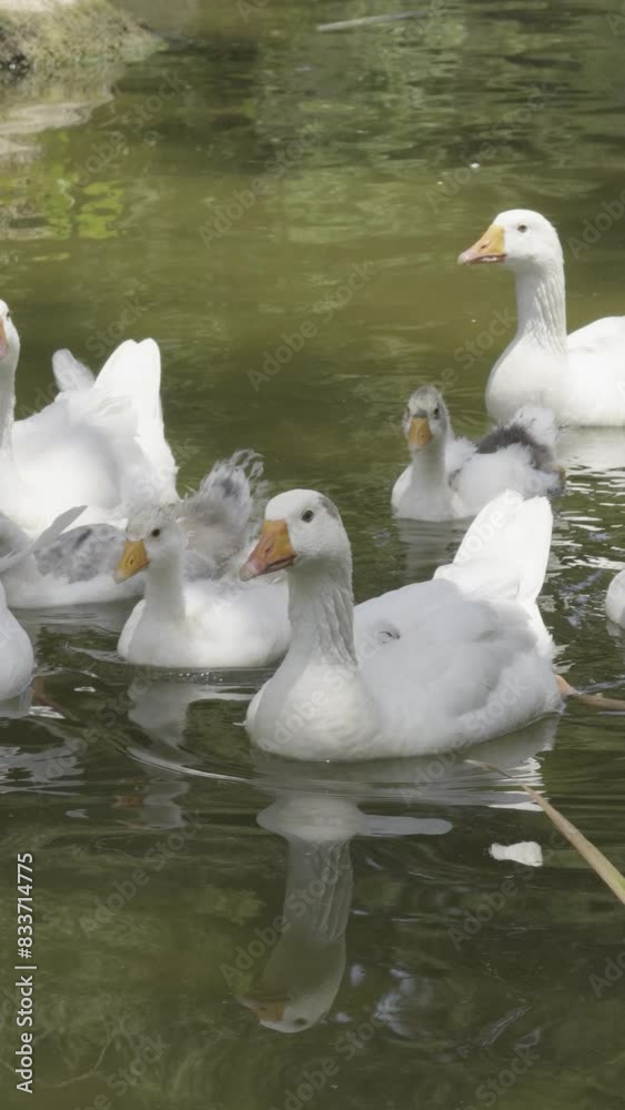 beautiful geese family swimming in water beautiful geese family swimming in water