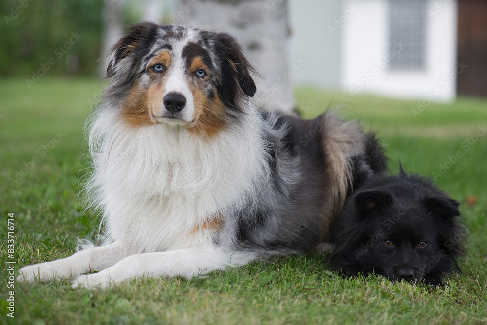 Porträt eines Australian Shepherd und eines Markiesje Porträt eines Australian Shepherd und eines Markiesje