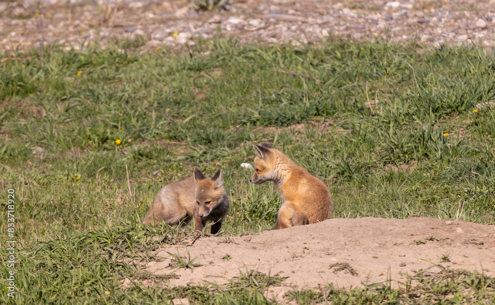 Cute Red Fox Pups in Springtime in Wyoming Cute Red Fox Pups in Springtime in Wyoming