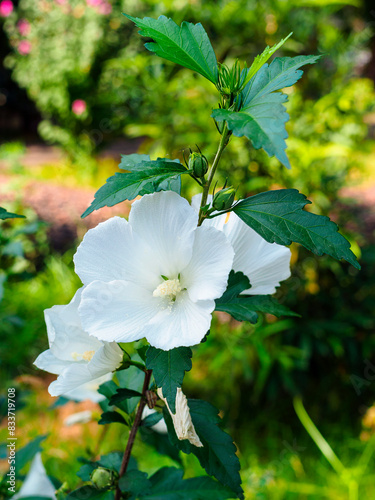 blooming white hibiscus in the park
