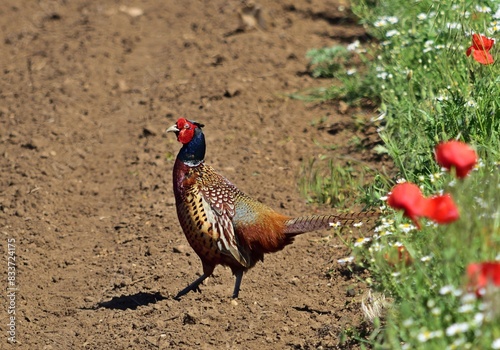 Fasanenhahn (Phasianus colchicus) photo