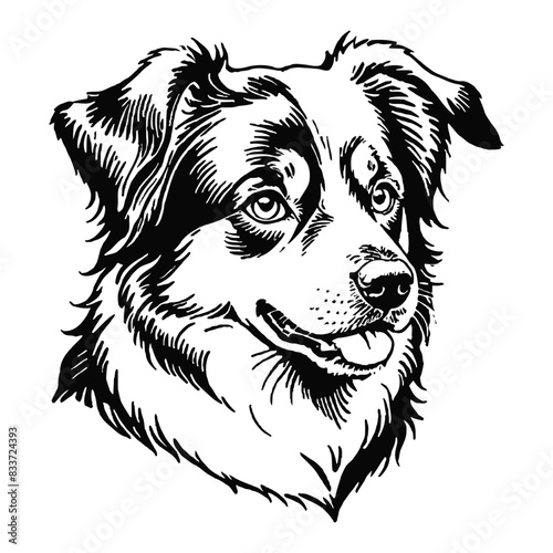 Australian Shepherd Dog Hand Drawn Engraved Ink Line Art Sketch Illustration