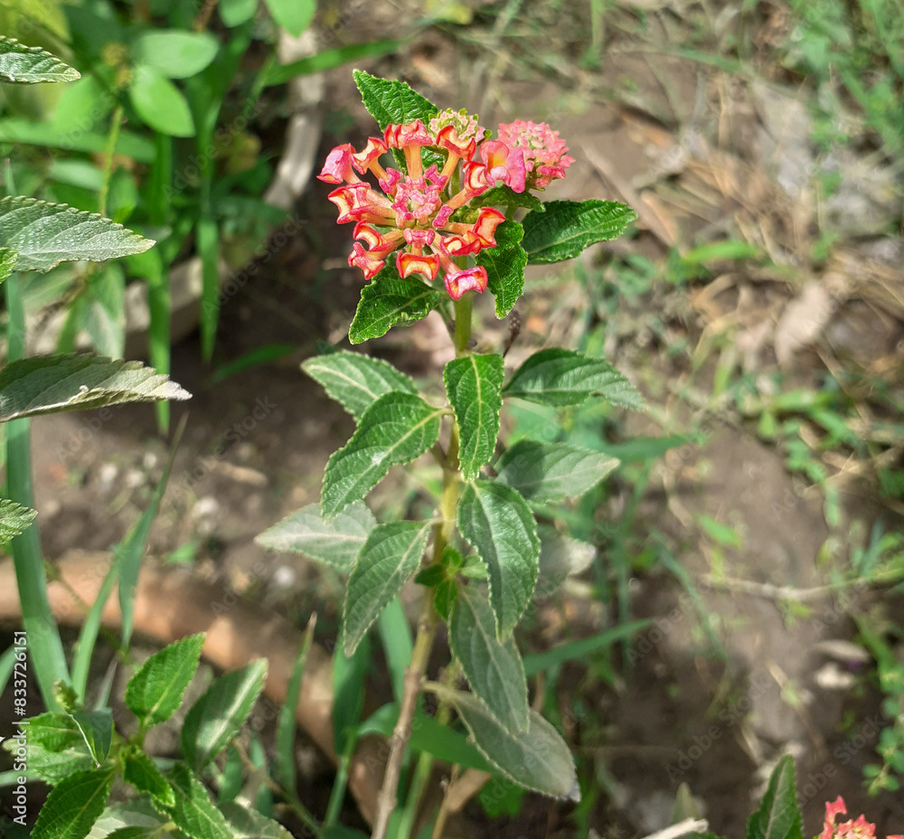 Red and yellow flower plant of lantana camara with blurred background Red and yellow flower plant of lantana camara with blurred background