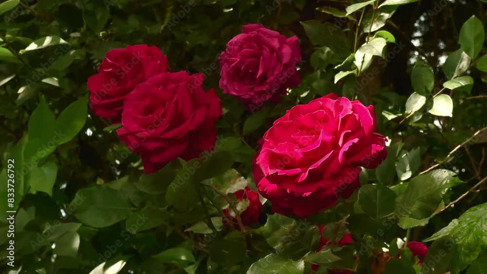 pink roses in garden pink roses in garden