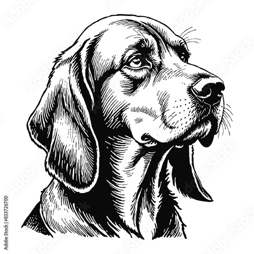 Bloodhound Dog Hand Drawn Engraved Ink Line Art Sketch Illustration