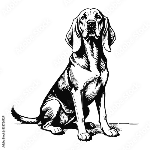 Bloodhound Dog Hand Drawn Engraved Ink Line Art Sketch Illustration