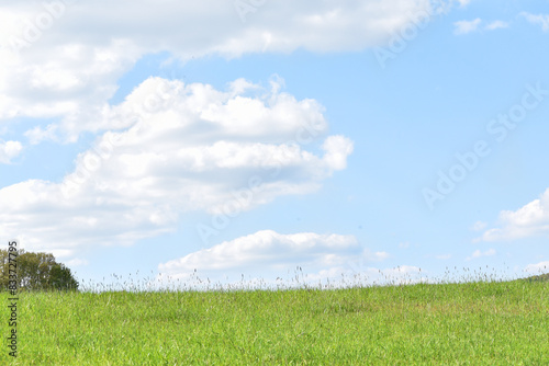 Bright green field and perfect blue sky. Concept of agrarian industry. Photo of picturesque summer day. Artistic wallpaper. Beauty of earth.