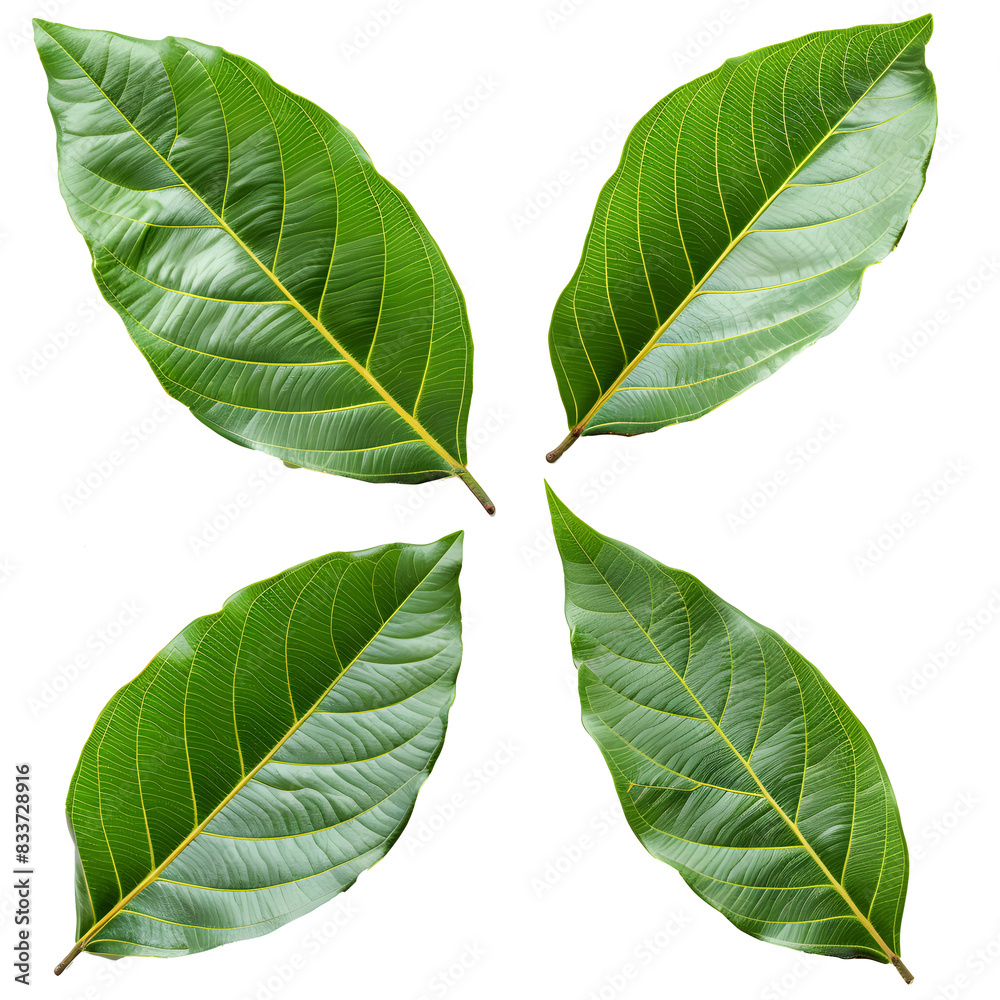 Obraz premium Realistic set green mango leave Isolated on transparent background, PNG cut out