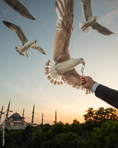 Feeding seagulls in the courtyard of Hagia Sophia Mosque in Istanbul