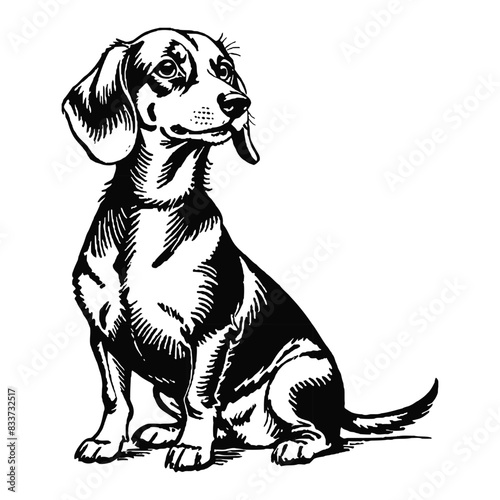 Dachshund Dog Hand Drawn Engraved Ink Line Art Sketch Illustration