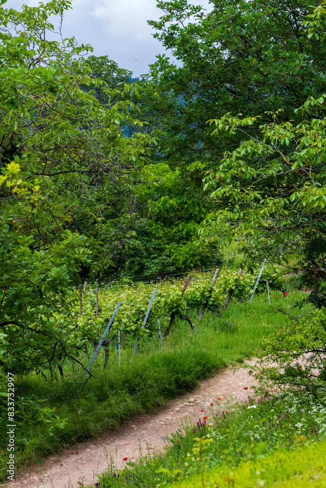 Retour de la biodiversité dans le vignoble d'Alsace, CeA, Alsace, Grand Est, France Retour de la biodiversité dans le vignoble d'Alsace, CeA, Alsace, Grand Est, France