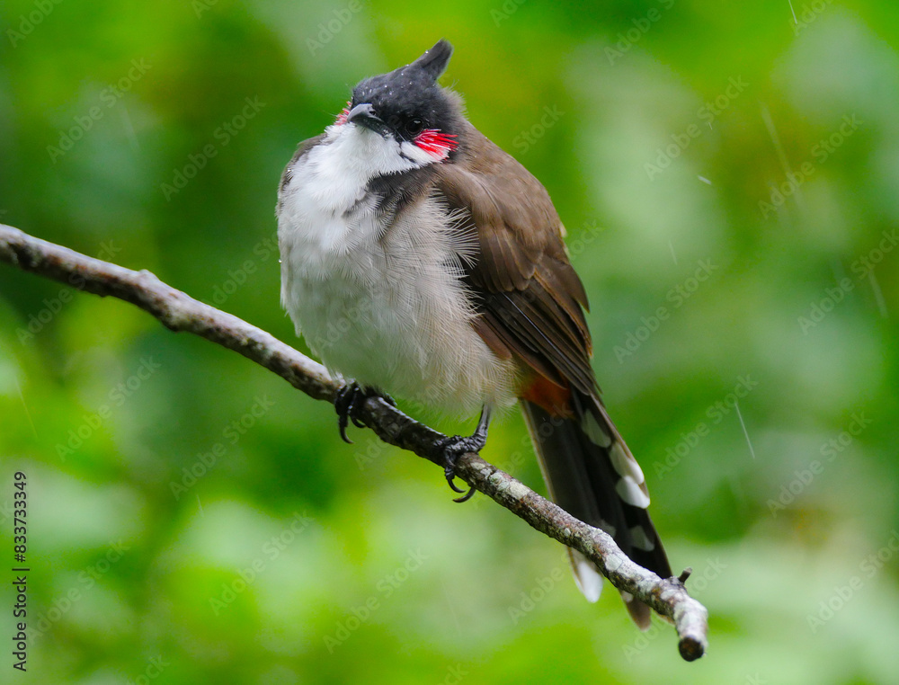 Fototapeta premium Cute bird perching on branch during light rain - Pycnonotus Jocosus 