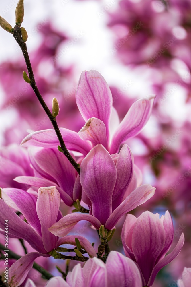 Obraz premium Pink flowers of magnolia in spring