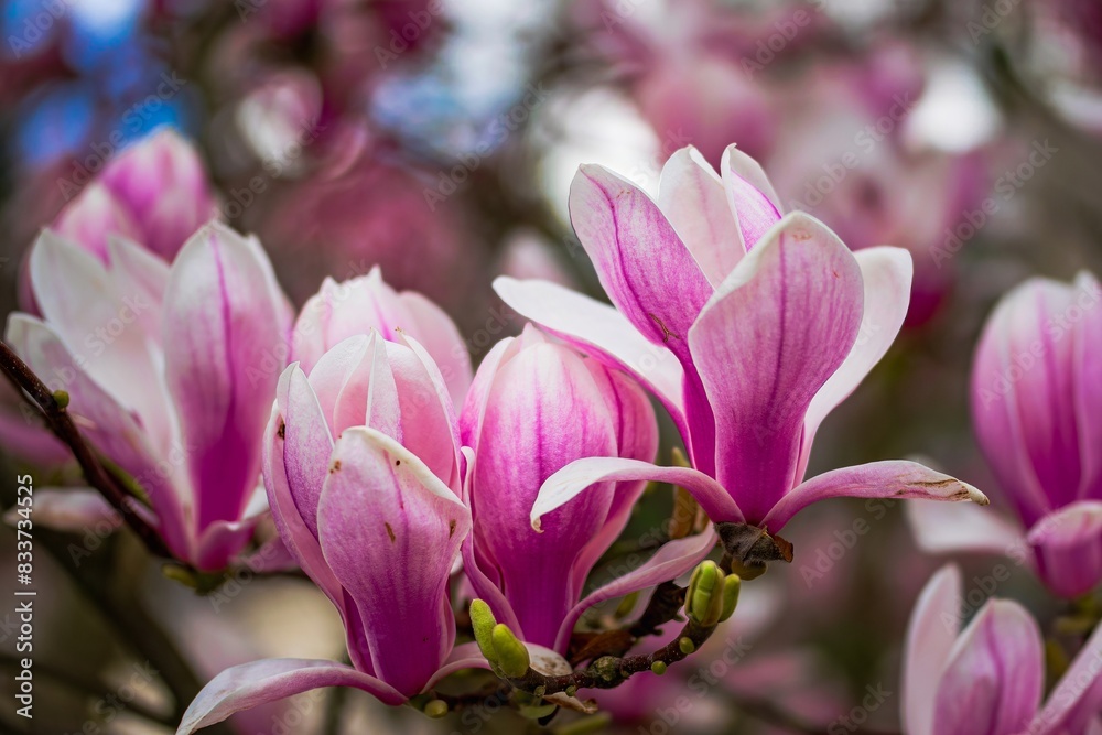 Pink flowers of magnolia in spring