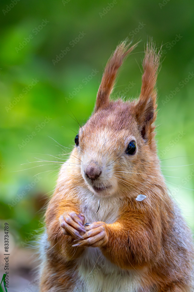 Sciurus vulgaris - cheerful squirrel in the forest Sciurus vulgaris - cheerful squirrel in the forest