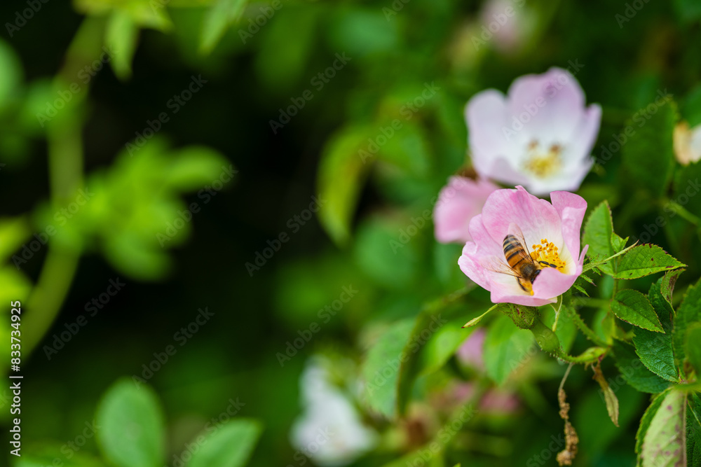 Fototapeta premium Une abeille sauvage butine un églantier en fleur dans le vignoble alsacien