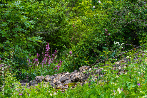 Un printemps en Alsace : Fraxinelles et roches affleurantes sur le Mont de Sigolsheim, CeA, Alsace, Grand Est, France photo