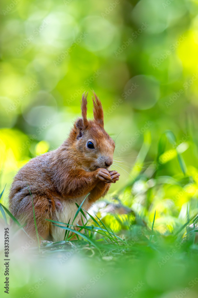 Sciurus vulgaris - cheerful squirrel in the forest Sciurus vulgaris - cheerful squirrel in the forest