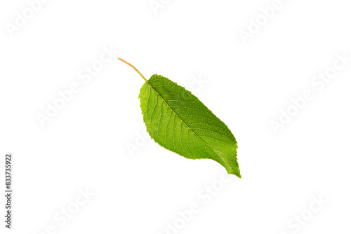 Cherry leaf isolated on white background. Set of green fruit leaves flat lay.