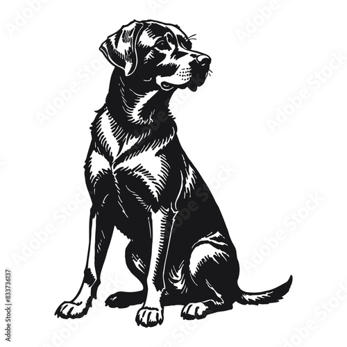 Labrador Retriever Dog Hand Drawn Engraved Ink Line Art Sketch Illustration