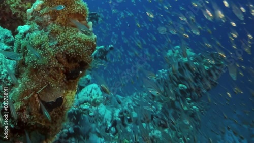 A school of fish swimming in the ocean. The fish are scattered throughout the water, with some swimming near the surface and others deeper in the water. The scene is peaceful and serene photo